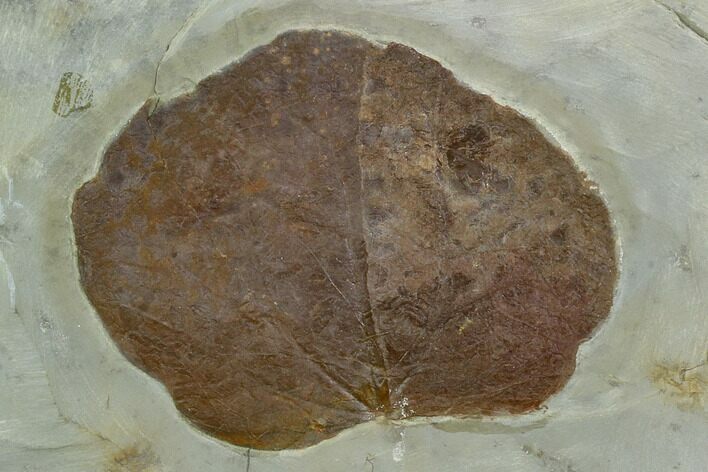 Fossil Leaf (Zizyphoides) - Montana #120802